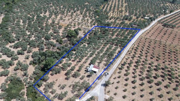İzmir Torbalı Çakırbeylide Fırsat Satılık Zeytinlik