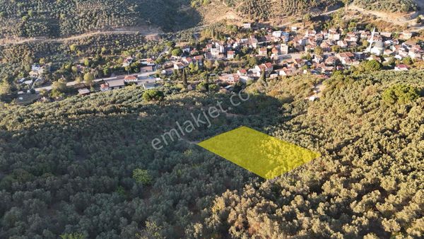 Kumla Konak Emlak”tan Satılık Yola Sıfır Zeytinlik