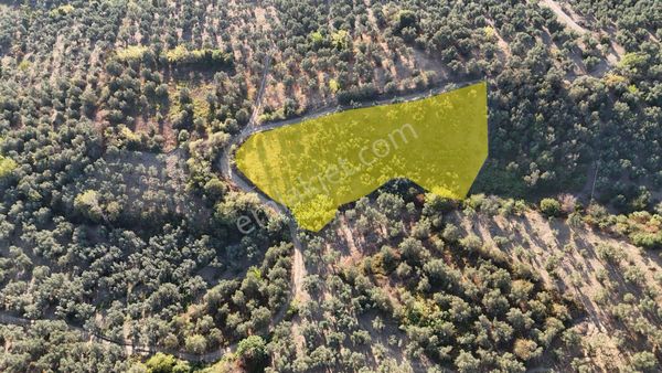 Kumla Konak Emlak”tan Satılık Zeytinlik