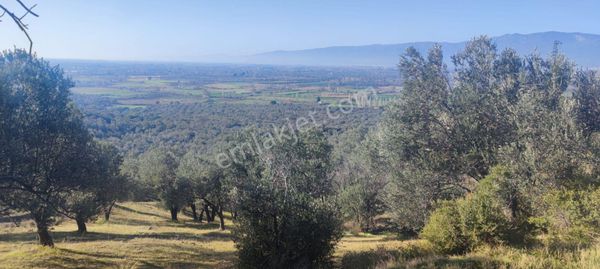 Golden Globy, Havran-büyükdere'de Satılık 8,6 Dönüm Zeytinlik