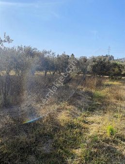 Sarılar Mahallesi'nde 1300 Hisseli Tarla Satılıktır