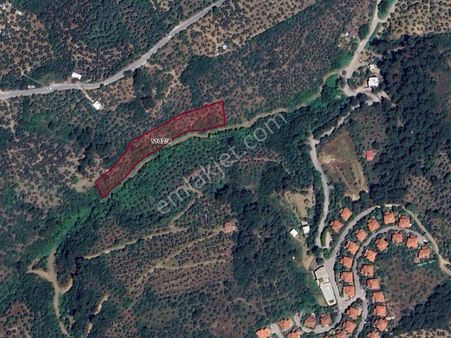 Mudanya Musabey Şükrüçavuşta Satılık Zeytinlik