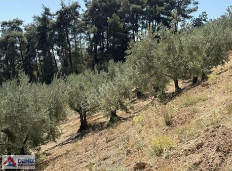 Bursa Osmangazi Gündoğdu 1950 M2 Satılık Zeytinlik