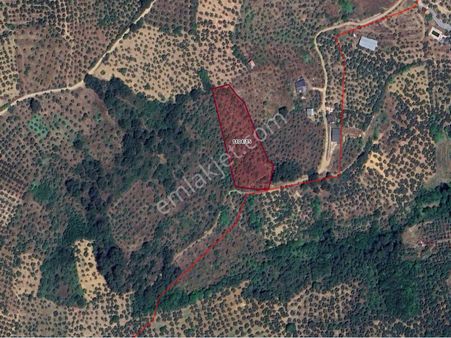 Mudanya Hasanbey Şükrüçavuşta Deniz Manzaralı Satılık Zeytinlik