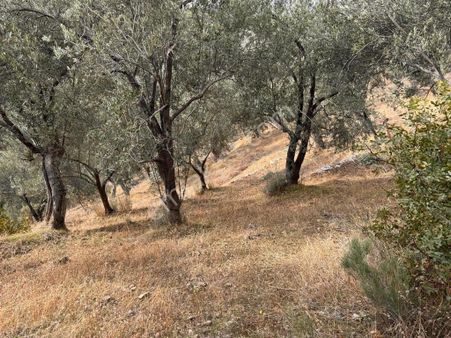 Firsat Yatırım!! Balıkesir Burhaniye Kırtık Köyünde 2.230 M2 Deniz Manzaralı Zeytinlik