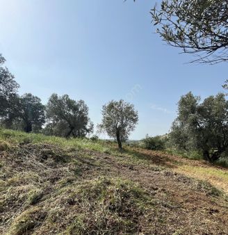 Deniz Manzaralı!! 685 M2 Gömeç Hacıhüseyinler Köyünde Resmi Kadastro Yoluna Cephe Zeytinlik