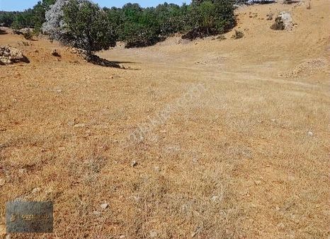 Konya Bozkır Armutlu Satılık Tek Tapu (11.260 Metre Kare Tarla