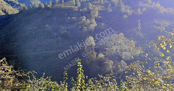 Mabel Gayrimenkul-ortaköy Mah.-bakımlı 3 Fındık Bahçesi