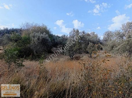 Eğrigöl Mahallesinde 6214 M2 Köyün Dibinde Zeytinlik