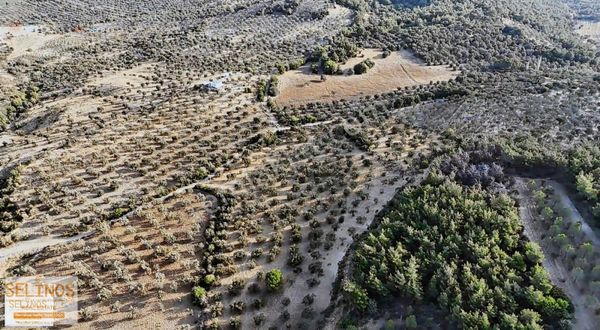 Eğrigöl Mahallesinde Köye Yakın 10.000 M2 Zeytinlik