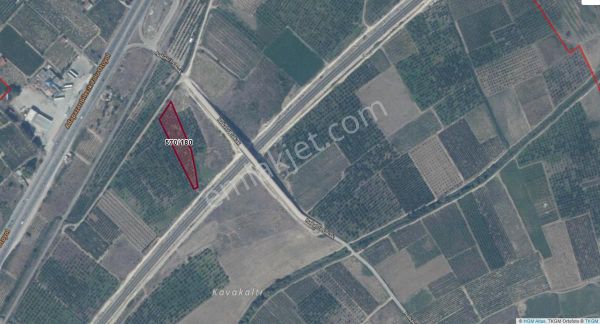 Turyapdan Pamukova İsebalıda 3607 M² Verimli Ayva Bahçesi