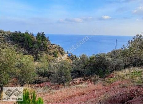 Çanakkale Ayvacık Ahmetçe'de Satılık Denize 200 Metre Zeytinlik