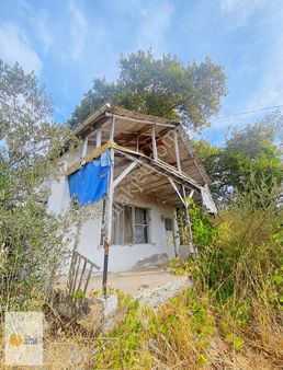 The World Seller'den İçinde Yapısı Olan Yol Kenarı Zeytinlik