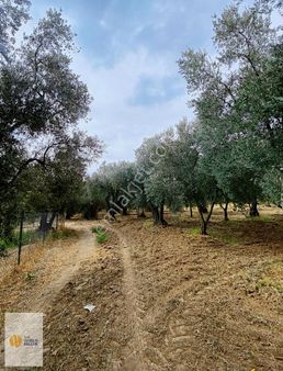 The World Seller'den Fırsat Zeytinlik