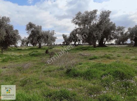 Aydın Nazilli İsabeyli Mahallesinde 10700 M² Satılık Ev Bahçe