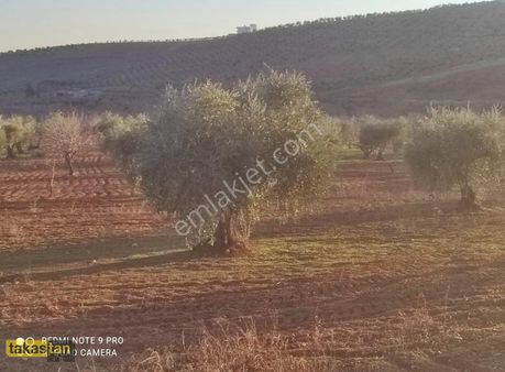 Günbulur Tek Tapu Uygun Fiyatlı Fırsat Arazi