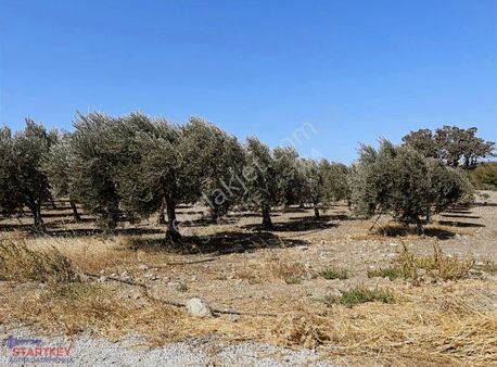 Bergama-çallıbahçede Yatırımlık Zeytinlik