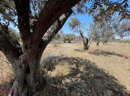 Menemen Türkelli'de Depo İmarı Sınırında Satılık Arsa
