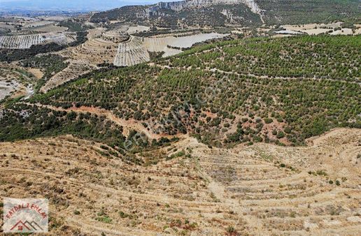 Manisa Köprübaşı Selvilerde Satılık Ceviz Bahçesi
