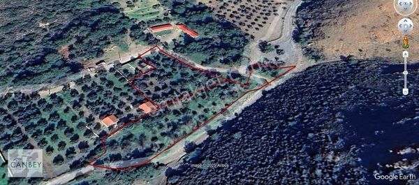 Mesudiye Kızılbük'te Denize 350m 7520m2 Satılık Zeytinlik