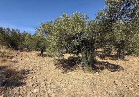 Kurallar Gayrimenkulde Kuyualan Mah Zsytinlik