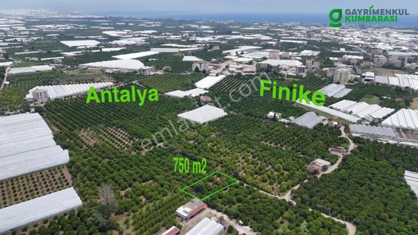 Antalya Finike Hasyurt Sahile Yakın 750 M2 Portakal Bahçesi