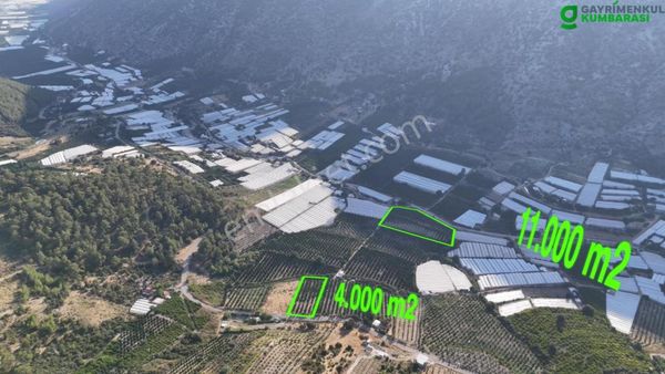 Antalya Kumluca Salur Mah. 15.000 M2 Portakal Bahçesi