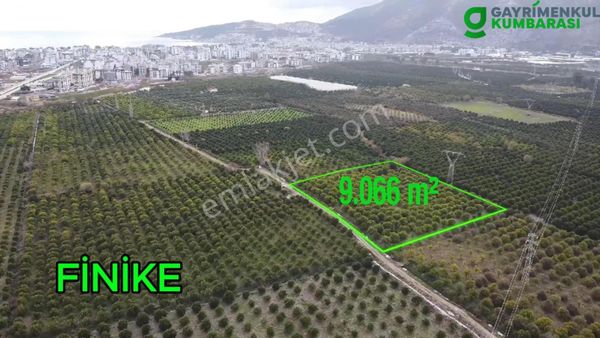 Antalya Finike Turunçova Mah 9000 M2 Limon Bahçesi Yolu Var