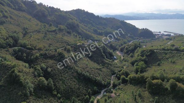 Z Grup Boloman Mah. Kömürlükte 17 Dönüm Kısmen Deniz Manzaralı Fındık Bahçesi