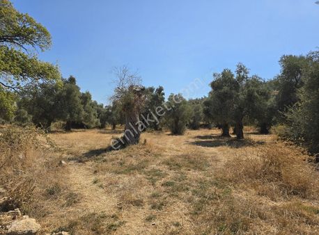 Yıldırım Mühendislikten Pinar Mah.."3.324 M2 "yola Cephe Arazi