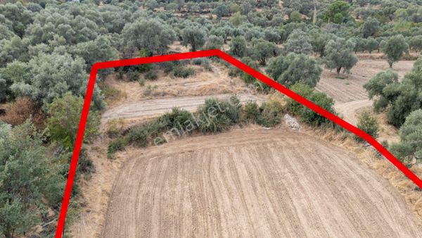 Aydın Bozdoğan Kakkalan Mahallesinde Satılık 2.5 Dönüm Tarla