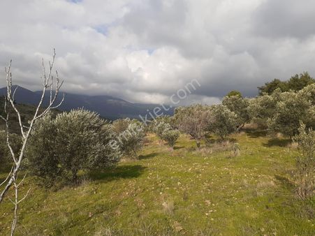 Golden Globy, Edremit-çamcı'da​ Satılık 8.800 M2 Zeytinlik