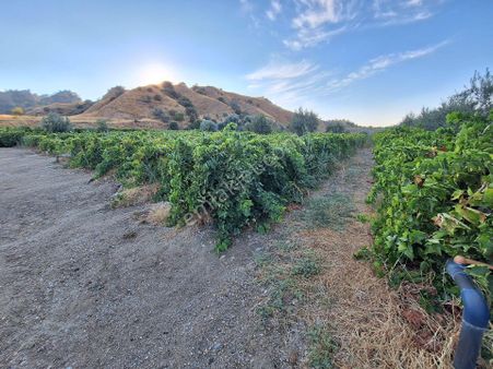 Kavaklıderede Satılık 5 Dönüm Bağ