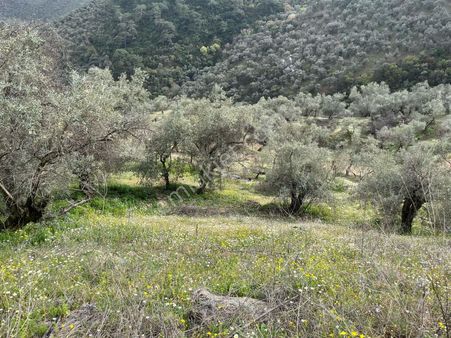 İzmir Bayındır Kızıloba Köyünde Muhteşem Zeytinlik Fırsatı !!!