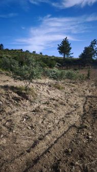 Ulukapı Mevkisinde Irmağa 2.parsel Ev Yapmaya Uygun Mustakil Tarla