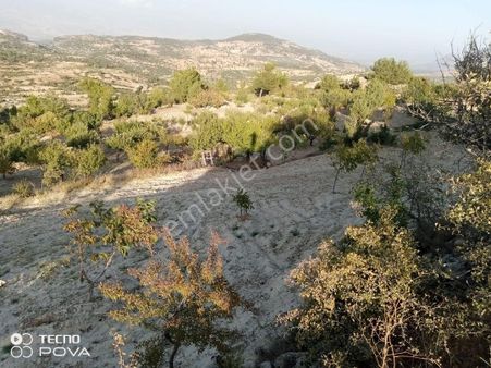 Çağlayan Emlaktan Gülnar Kuskanda Satılık Elma Bahçesi