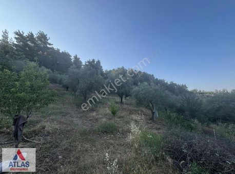 Atlas Gayrimenkul Kurudere İğneci Civarında Yola Çok Yakın Tarla