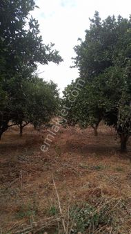 Nazilli Hamzalı Köyü Satılık 3200 M2 Portakal Bahçesi