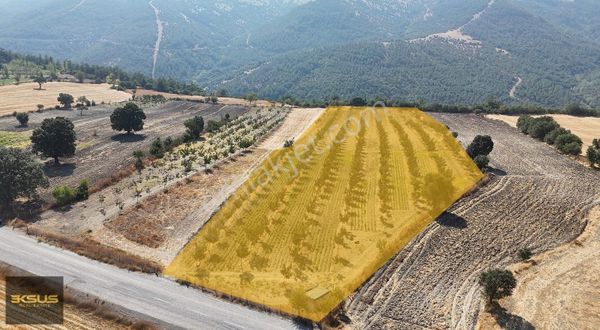 Balıkesir Karesi Dişbudak Mah. Satılık 13.300m2 Çevizlik