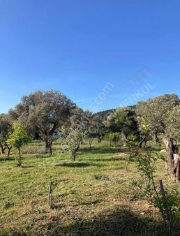 Urla Çeşmealtı 1+1 Bahçeli Eşyalı Kiralık