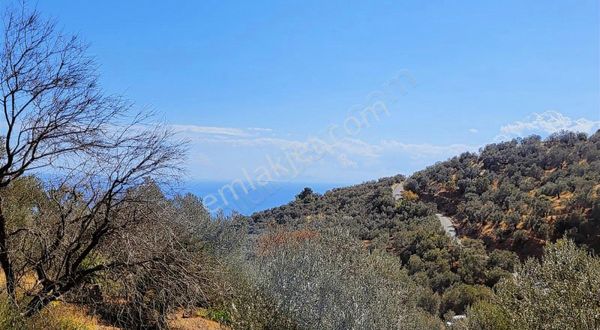 Uzay Emlaktan Ahmetçe Köyünde Denız Gören Zeytinlik