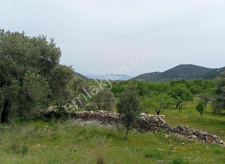 Datça Palamutbükü 6062 M2 Satılık Zeytinlik&bademlik