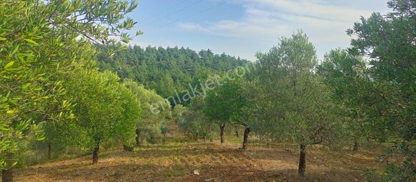 Selçuk Havutçulu'da 4450m2 Muhteşem Doğa Manzaralı Zeytinlik Satılıktır