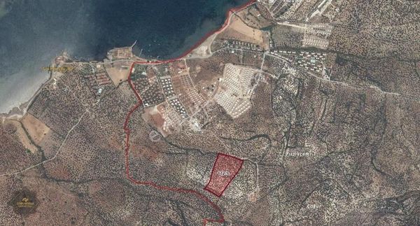 Gömeç Keremköy'de Yatırımlık Zeytinlik-arazi Denize Sadece 500 M