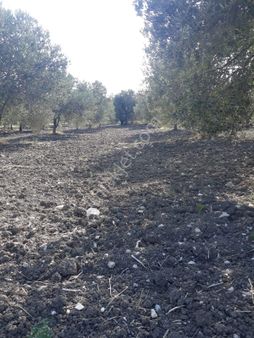 Ela Emlak'tan Manisa Kırkağaç'ta Satılık Zeyinlik