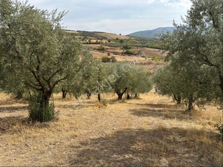 Sakarya Geyve Eşme Mh. 2 Tapudan Oluşan Toplamda 3700 M2 Satılık Zaytinlik