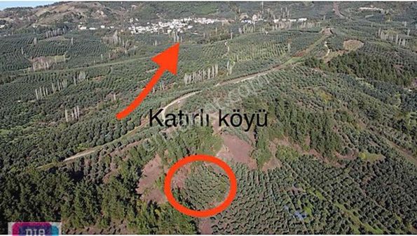 Dialog Leo'dan Gemlik Katırlı Mh.de Satılık Zeytinlik