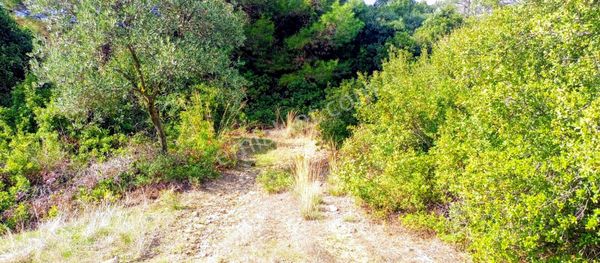 Selçuk Havutçulu'da 2050m2 İçinde Yetişkin Zeytin Ağaçları Olan Zeytinlik Satılıktır