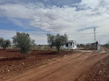 Babil Emlaktn Satlık Şehrin Dibi Elektrik Başında Bağevlik Arazi