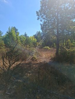 Kazdağları Akçakoyun Çaykenarı